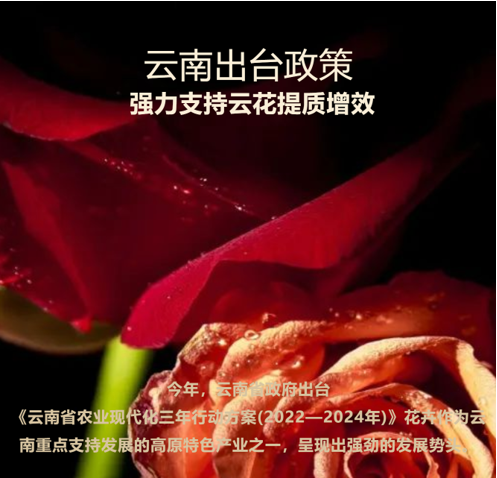 &#24320;&#20113;&#32593;&#39029;&#29256;